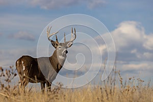 Buck Whitetail Deer in the Rut in Autumn