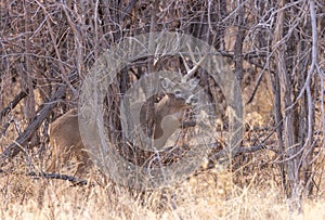 Buck Whitetail Deer in the Rut in Colorado