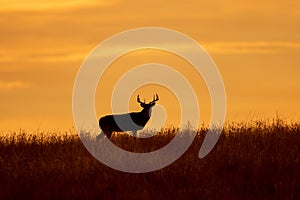 Buck Whitetail Deer at Sunset