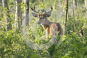 Buck in the woods with bird on standing on head