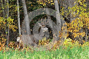 Buck at woods edge