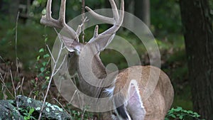 Buck in the woods of new england