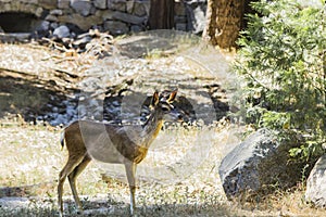 A buck in Yosemite National Park