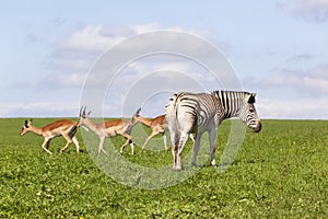 Buck Zebra Wildlife Summer