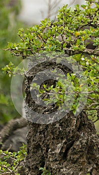 Buckbrush (ceanothus cuneatus), one type of plant that is often made into bonsai