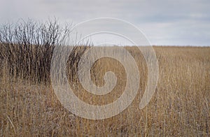 Buckbrush in hay field