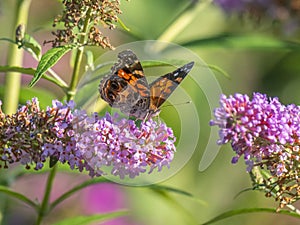 Buckeeye butterfly in park in summer