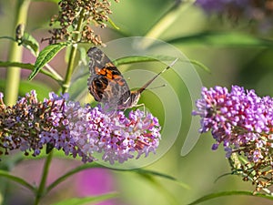 Buckeeye butterfly in park in summer