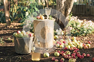 Bucket of apples and a bottle of organic apple juice in a garden