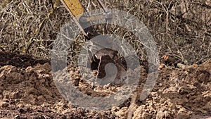 Bucket of backhoe digging soil at construction site. Crawler excavator digging. Excavating machine.