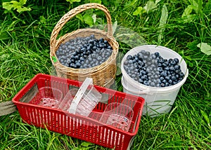 Bucket and basket with juicy blueberry berries, empty red basket for berry picking in the foreground, autumn harvest