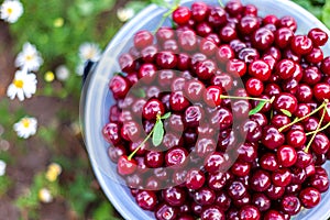 A bucket of beautiful juicy ripe cherries, a bucket of collected berries cherry