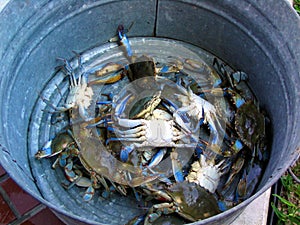 Bucket of Blue Crabs photo