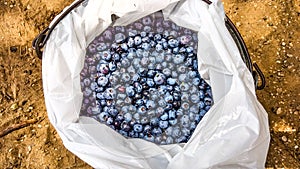 Bucket of blueberries.