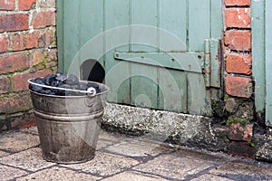 Bucket with coal in backyard