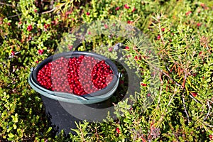 Bucket of cranberries in the forest