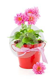 Bucket with dahlia flowers