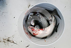 Bucket of fish (mullet)