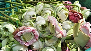 Bucket of folded petal Lotus