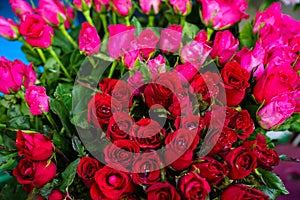 Bucket of fresh beautiful bright red and pink color rose flower with water spray and green leaves background selling in market