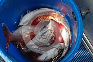 A bucket of freshly caught fish.