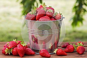 Bucket of freshly picked strawberries in summer garden. Ripe juicy strawberries in a small metal bucket on wooden table