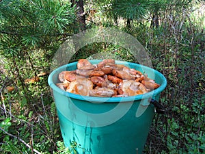 A bucket full of mushrooms