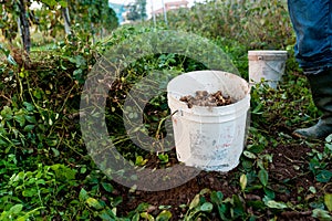 Bucket full of peanuts in field during harvest time, with legs of farmer visible