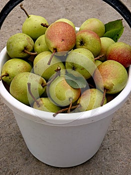 Bucket full of pears