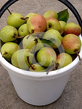 Bucket full of pears