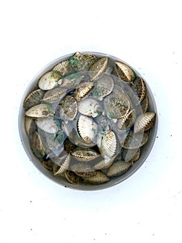 Bucket full of scallops