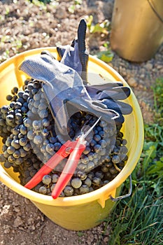 Bucket full with wine grapes