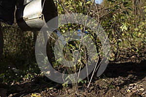 Bucket in garden. Watering plants. Water tank. Work in garden