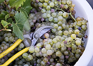 A bucket of grape. Vineyard theme with white grapes and scissors. Chianti Region, Tuscany, Italy
