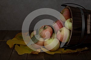 Bucket of honey crisp apples turned over