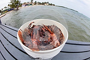 Bucket of Lionfish Caught in Caribbean