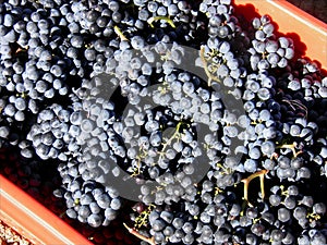 Bucket of Merlot grapes