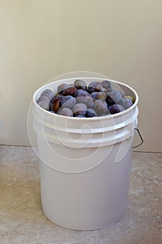 Bucket O Plums 03