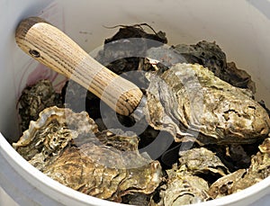 Bucket of oysters
