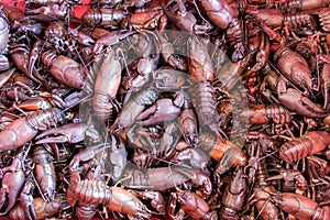 Bucket plentiful with signal crayfish on the bottom.