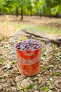 Bucket of plums