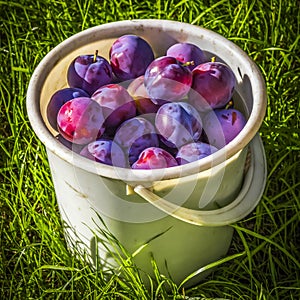 A bucket with plums