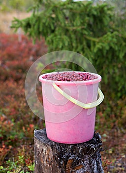 Bucket with red cranberries in the Karelian forest, Russia