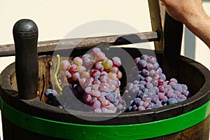 Bucket With Ripe Blue Wine Grapes