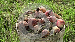 Bucket with rotten apples and two butterfly red admiral