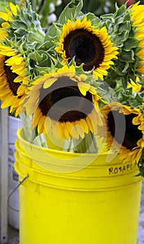 Bucket of Sunshine