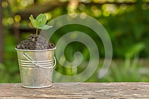 The bucket to the ground and plant on the board