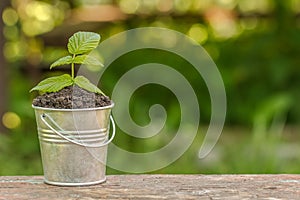 The bucket to the ground and plant on the board