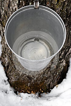 Bucket on a tree filled with maple sap