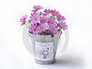 Bucket With Violet Cosmos Flowers